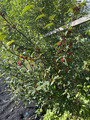 Bulkemispel (Cotoneaster bullatus)