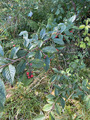 Bulkemispel (Cotoneaster bullatus)