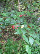 Bulkemispel (Cotoneaster bullatus)