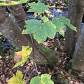 Platanlønn (Acer pseudoplatanus)