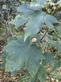 Platanlønn (Acer pseudoplatanus)