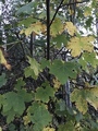 Platanlønn (Acer pseudoplatanus)