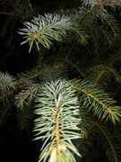 Sitkagran/lutzgran (Picea sitchensis/×lutzii)