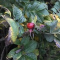 Rynkerose (Rosa rugosa)