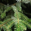 Sitkagran/lutzgran (Picea sitchensis/×lutzii)