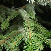 Sitkagran/lutzgran (Picea sitchensis/×lutzii)