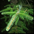 Sitkagran/lutzgran (Picea sitchensis/×lutzii)