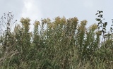 Kanadagullris (Solidago canadensis)