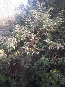 Rødhyll (Sambucus racemosa)