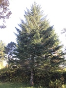 Sitkagran/lutzgran (Picea sitchensis/×lutzii)