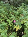 Rynkerose (Rosa rugosa)