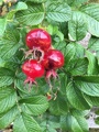 Rynkerose (Rosa rugosa)