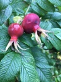 Rynkerose (Rosa rugosa)