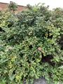 Rynkerose (Rosa rugosa)