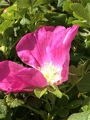 Rynkerose (Rosa rugosa)