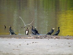 Great Cormorant (Phalacrocorax carbo)