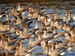 Pink-footed Goose (Anser brachyrhynchus)