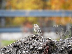 Steinskvett (Oenanthe oenanthe)