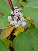 Alaskakornell (Swida sericea)