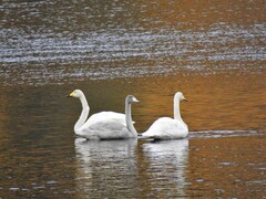 Whooper Swan (Cygnus cygnus)