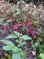 Kjempespringfrø (Impatiens glandulifera)