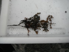 Brown algae (Phaeophyta)