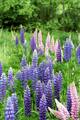 Hagelupin (Lupinus polyphyllus)