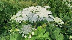 Kjempebjørnekjeks (Heracleum mantegazzianum)