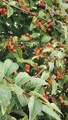 Bulkemispel (Cotoneaster bullatus)