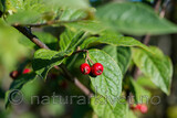 Bulkemispel (Cotoneaster bullatus)