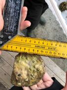 Bivalve mollusc (Bivalvia)