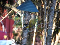 Gråspett (Picus canus)