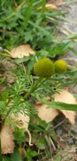 Tunbalderbrå (Matricaria matricarioides)