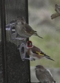 Stillits (Carduelis carduelis)