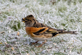 Bjørkefink (Fringilla montifringilla)