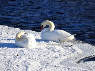 Knoppsvane (Cygnus olor)