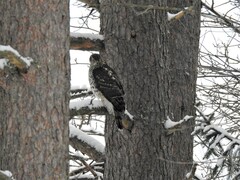 Hønsehauk (Accipiter gentilis)