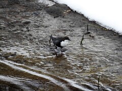 Dipper (Cinclus cinclus)