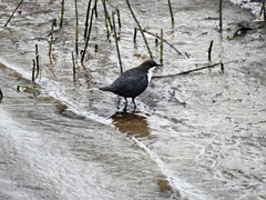 Dipper (Cinclus cinclus)