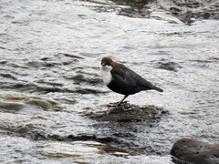 Dipper (Cinclus cinclus)