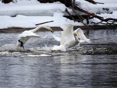 Whooper Swan (Cygnus cygnus)