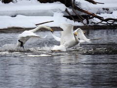 Sangsvane (Cygnus cygnus)