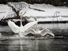 Whooper Swan (Cygnus cygnus)