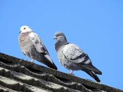 Feral Pigeon (Columba livia domestica)
