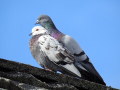 Feral Pigeon (Columba livia domestica)