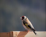 Stillits (Carduelis carduelis)