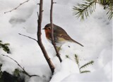 Rødstrupe (Erithacus rubecula)