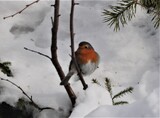 Rødstrupe (Erithacus rubecula)