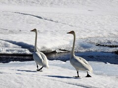 Whooper Swan (Cygnus cygnus)