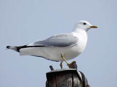 Mew Gull (Larus canus)
